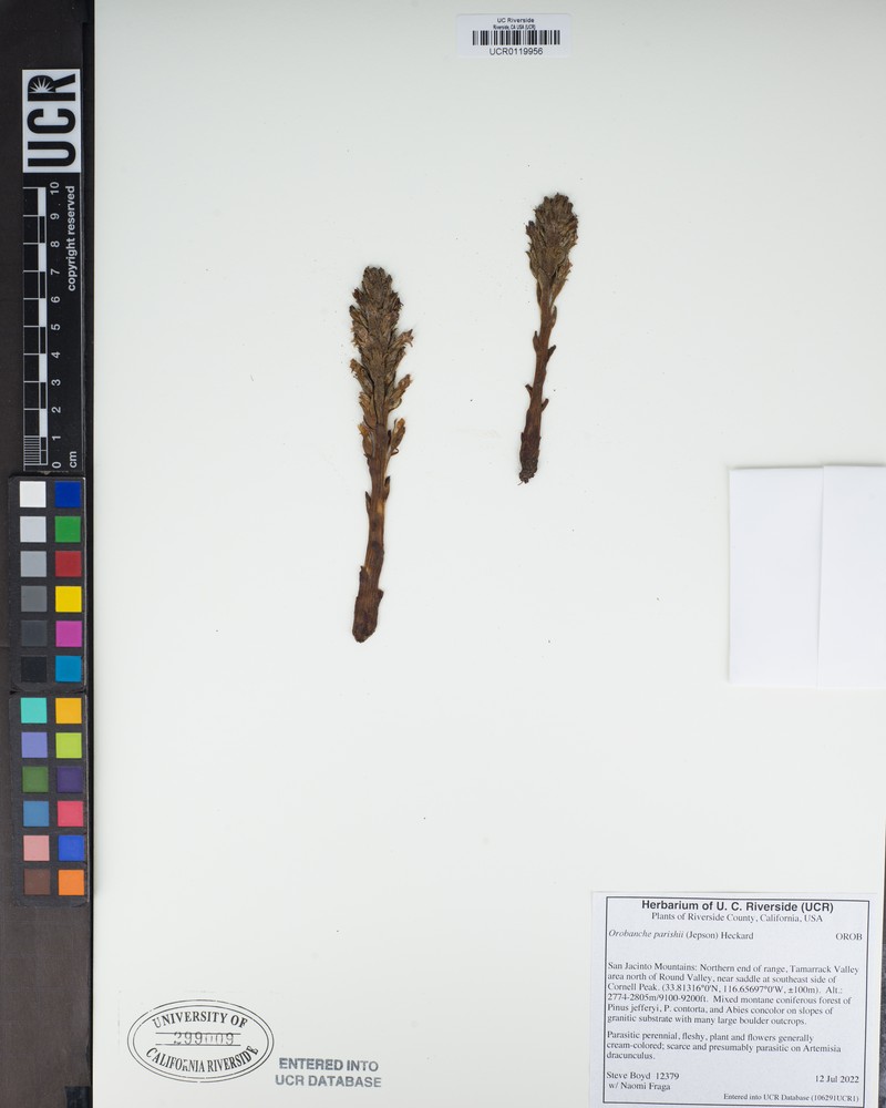 Parish's Broomrape