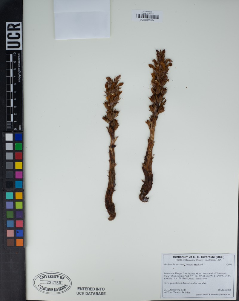 Parish's Broomrape photo 2