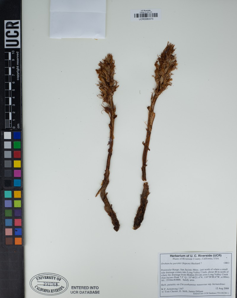 Parish's Broomrape photo 3
