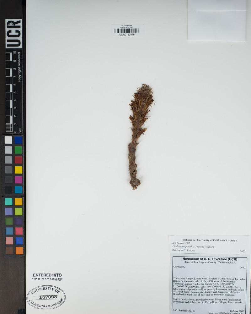 Parish's Broomrape photo 4