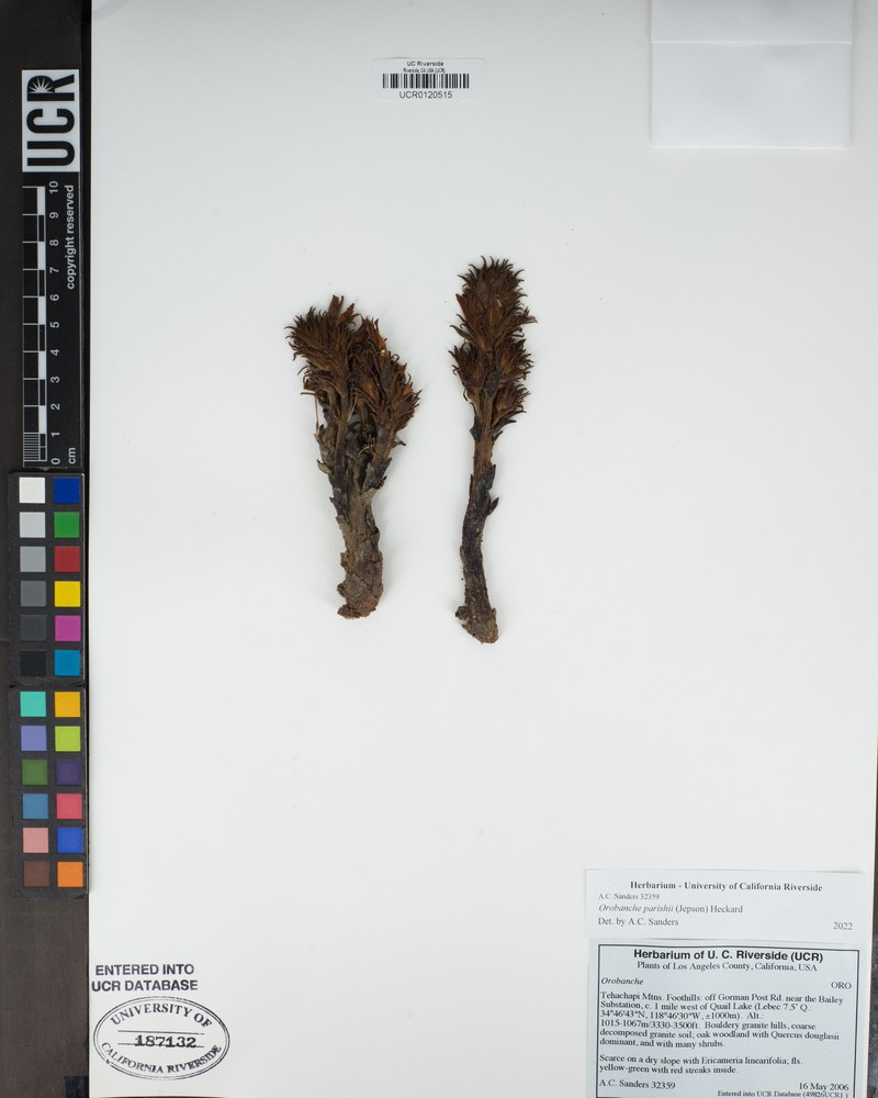 Parish's Broomrape photo 5