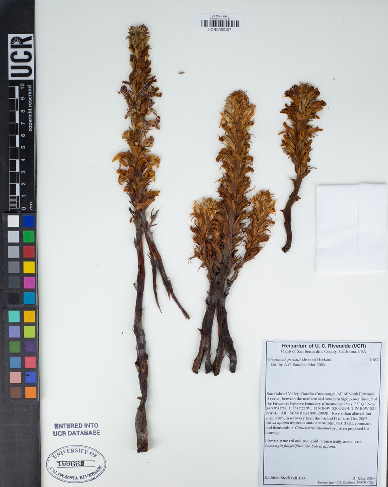 Parish's Broomrape photo 6