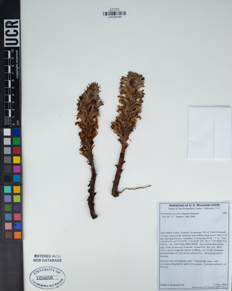 Parish's Broomrape photo 7