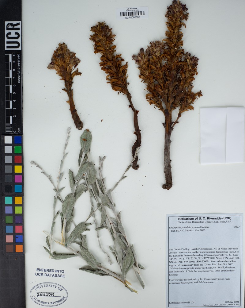 Parish's Broomrape photo 8