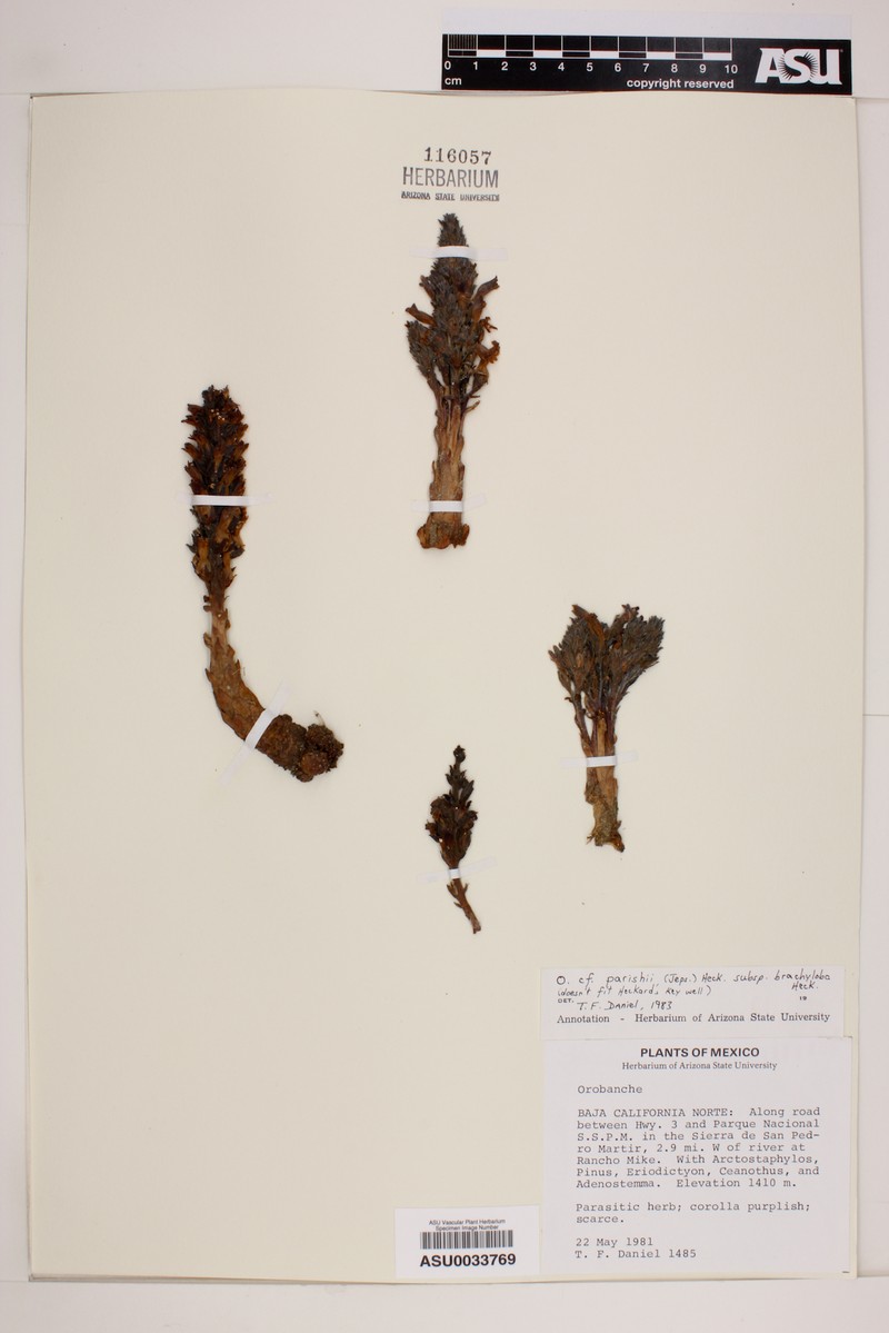 Orobanche parishii subsp. brachyloba