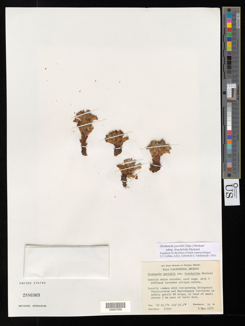 Orobanche parishii subsp. brachyloba photo 2
