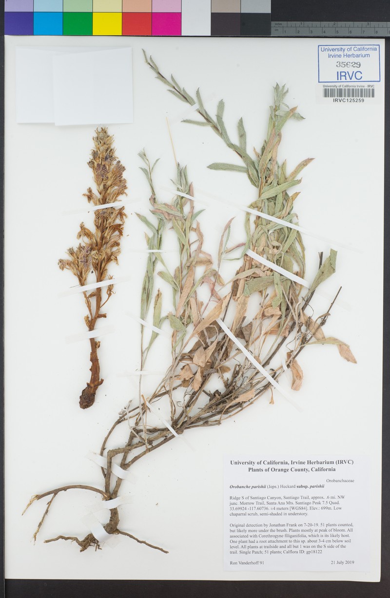 Orobanche parishii subsp. parishii