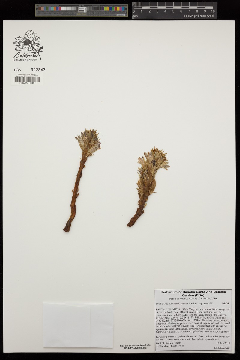 Orobanche parishii subsp. parishii photo 2