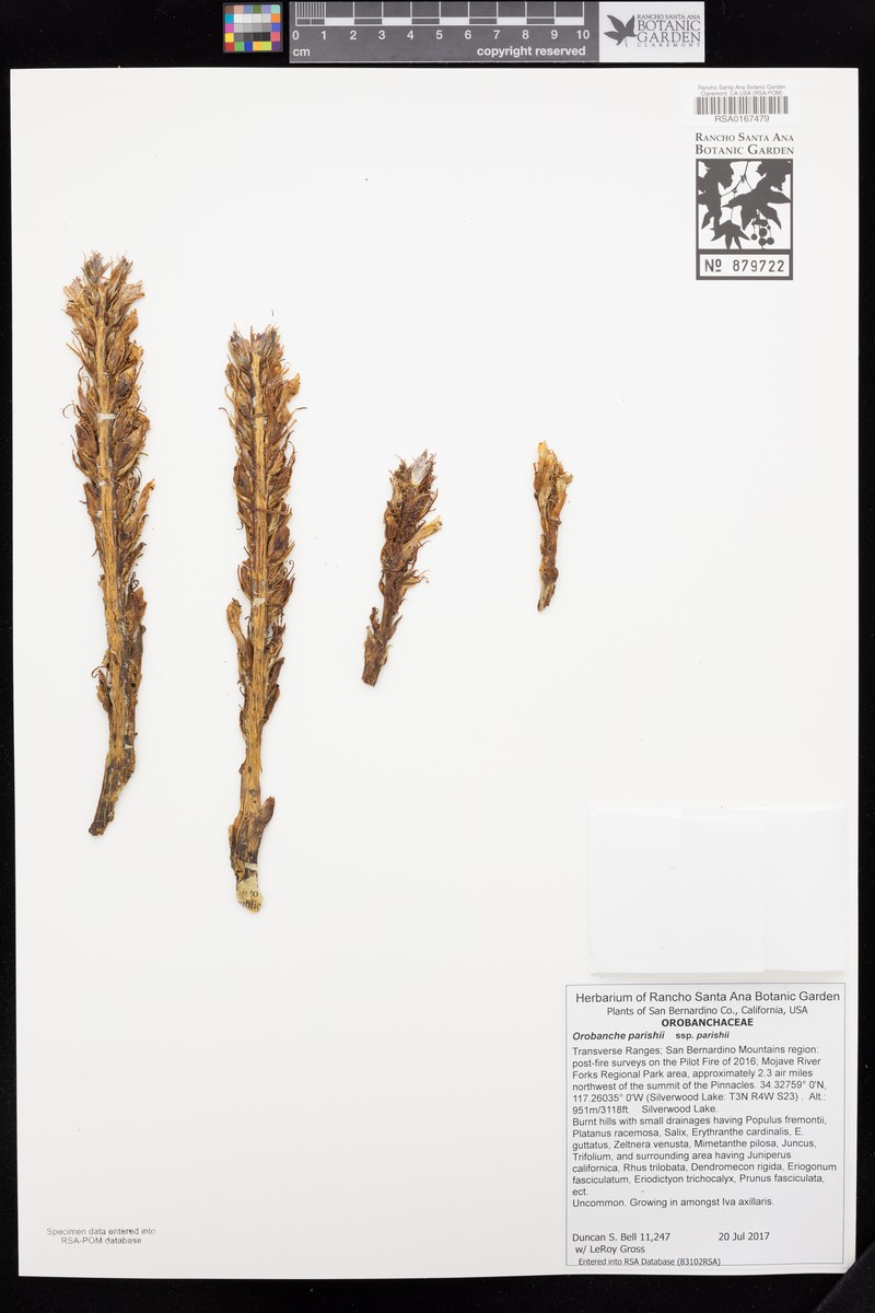 Orobanche parishii subsp. parishii photo 3