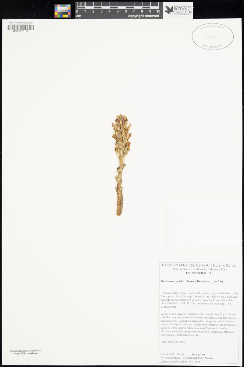 Orobanche parishii subsp. parishii photo 4