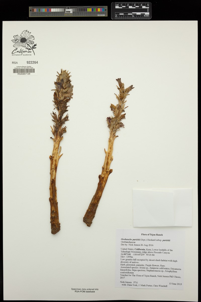 Orobanche parishii subsp. parishii photo 5