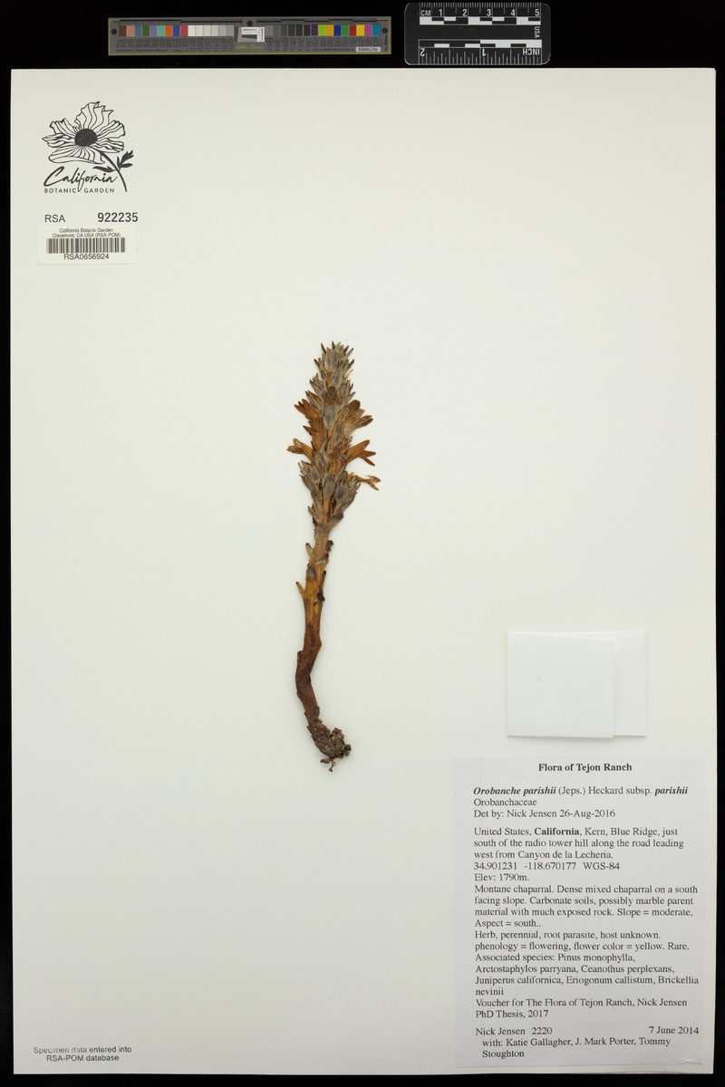 Orobanche parishii subsp. parishii photo 6