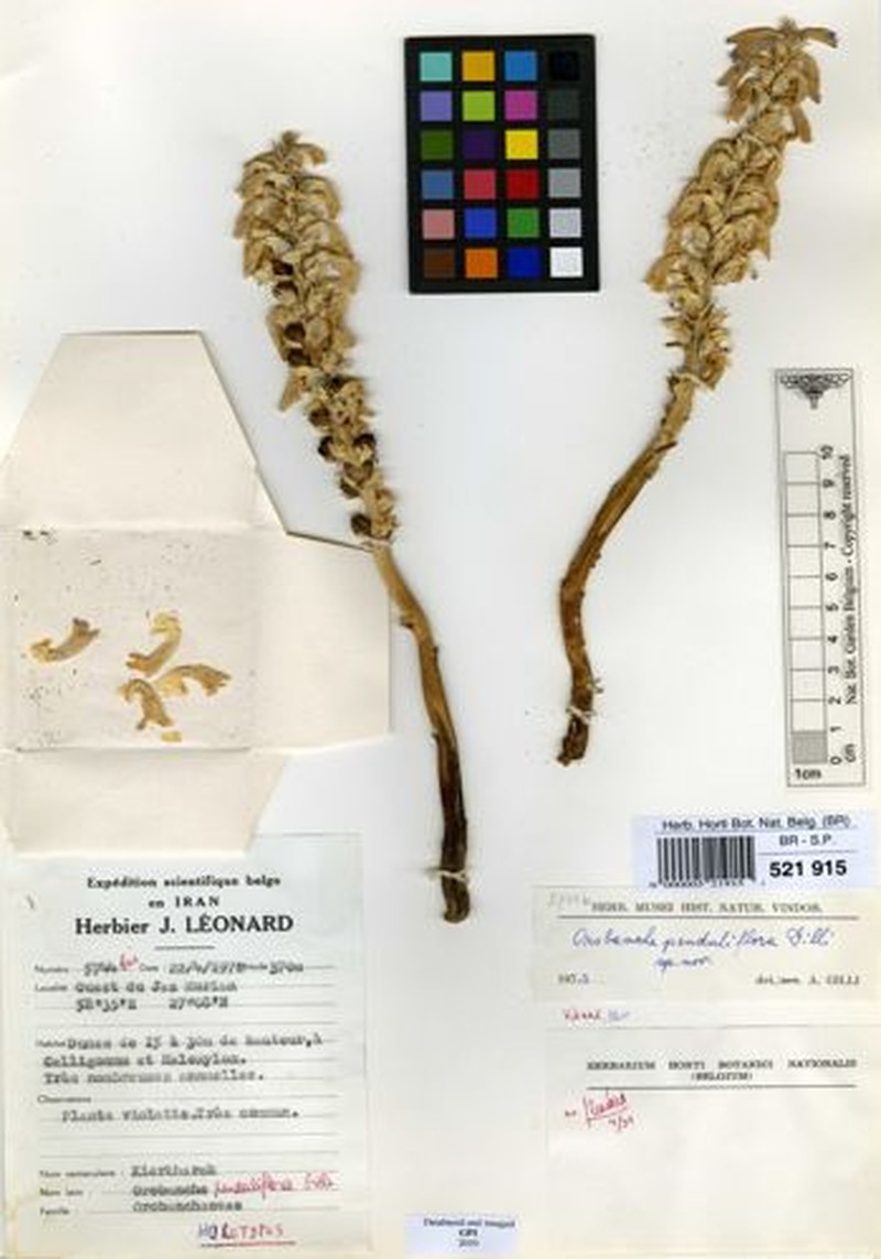Orobanche penduliflora