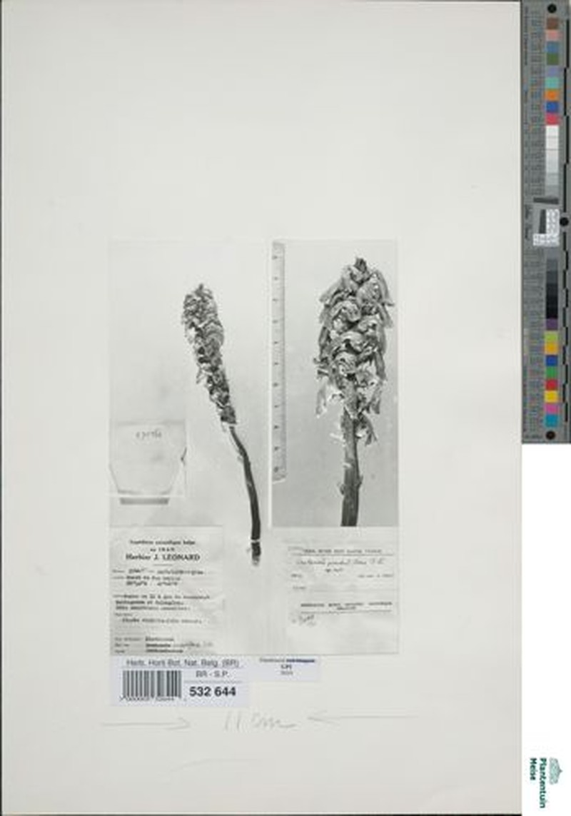 Orobanche penduliflora photo 2