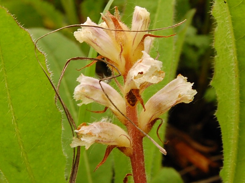 Orobanche picridis-hieracioidis