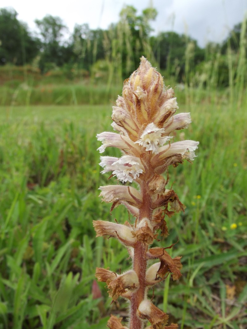 Orobanche picridis-hieracioidis photo 2
