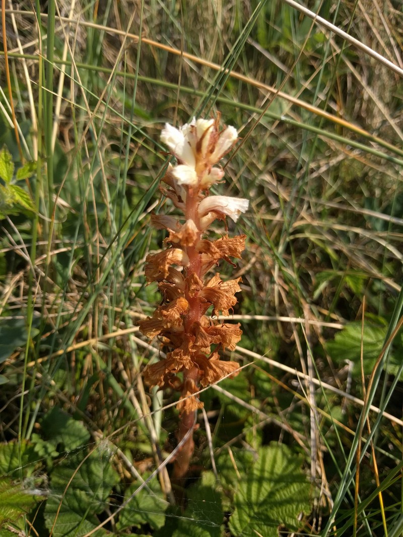 Orobanche picridis-hieracioidis photo 3