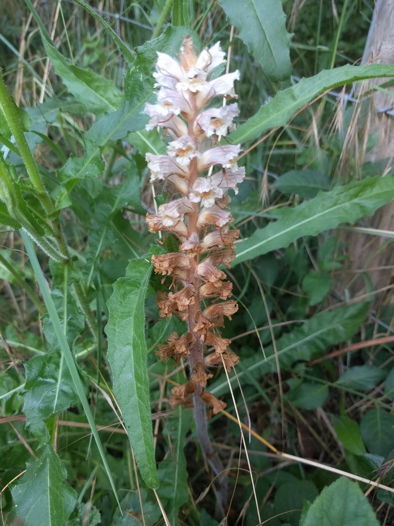Orobanche picridis-hieracioidis photo 4