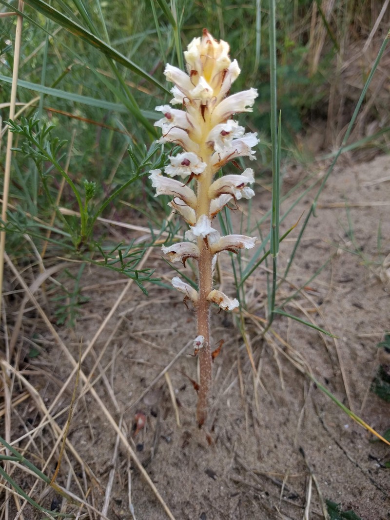 Orobanche picridis-hieracioidis photo 5