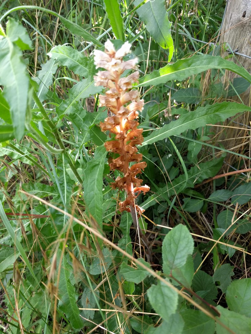 Orobanche picridis-hieracioidis photo 6