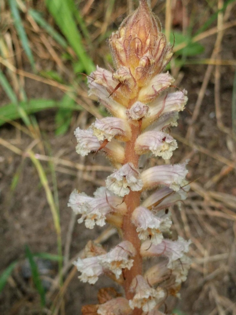 Orobanche picridis-hieracioidis photo 7