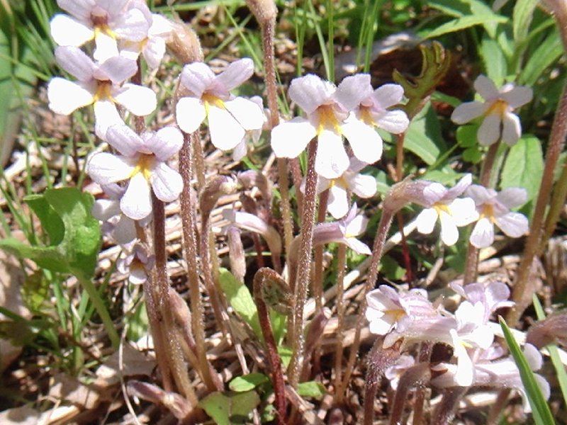 Conifer Broomrape
