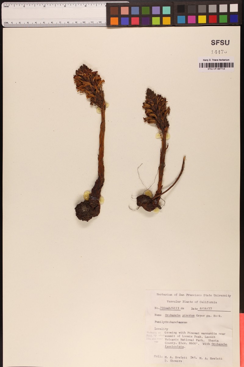 Conifer Broomrape