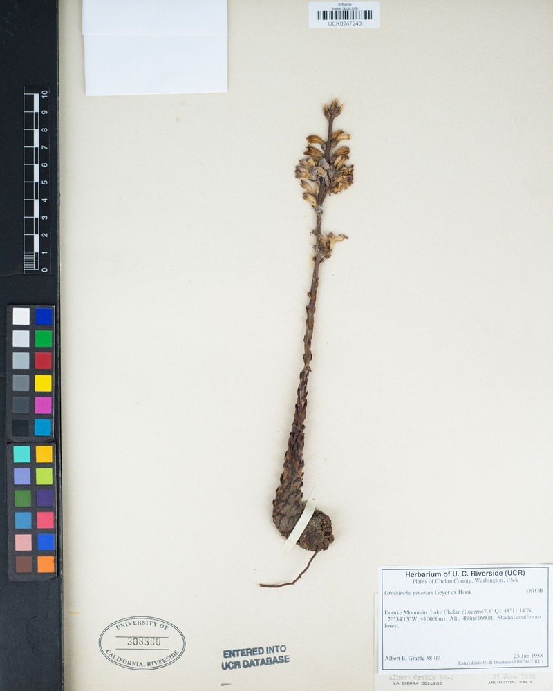 Conifer Broomrape photo 2