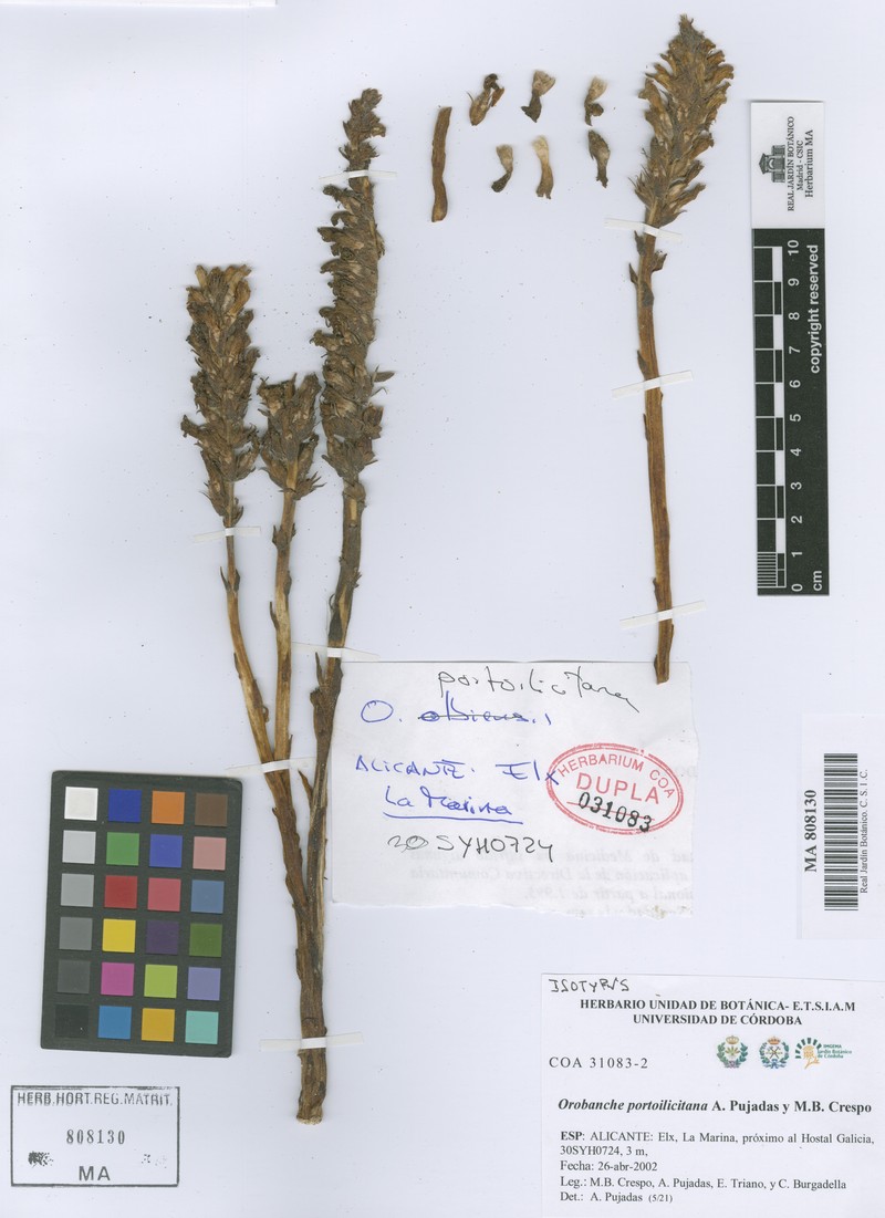 Orobanche portoilicitana photo 2