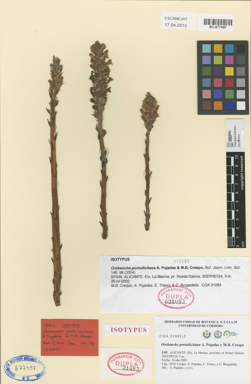 Orobanche portoilicitana photo 3