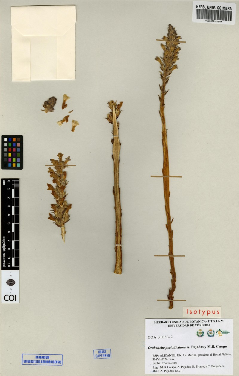 Orobanche portoilicitana
