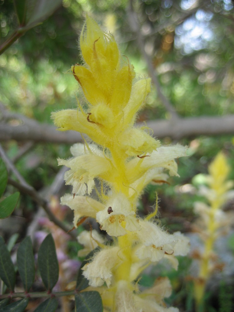 Orobanche pubescens