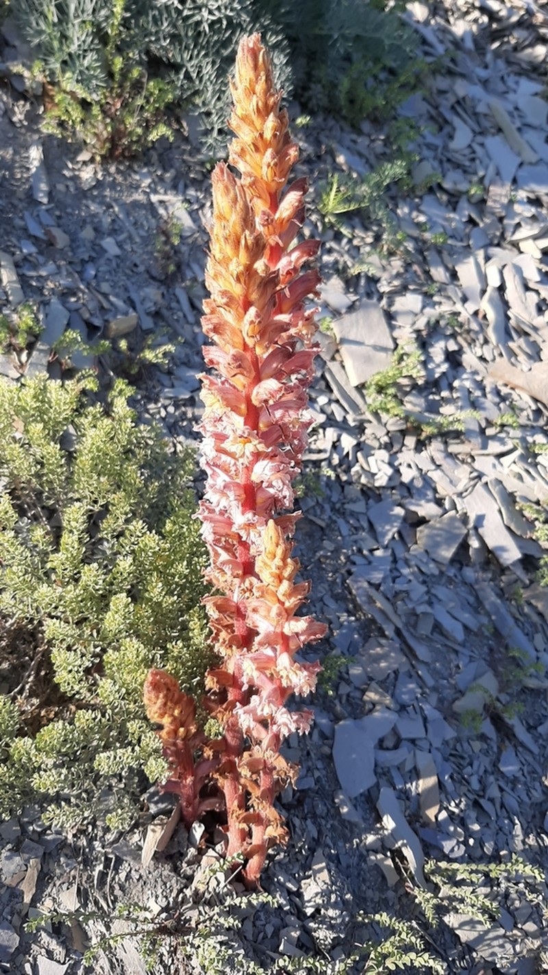 Orobanche pubescens photo 2
