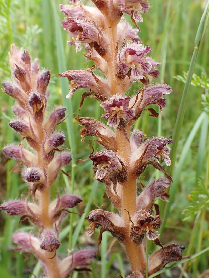 Orobanche pubescens photo 3