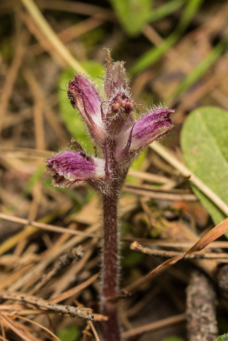 Orobanche pubescens photo 4