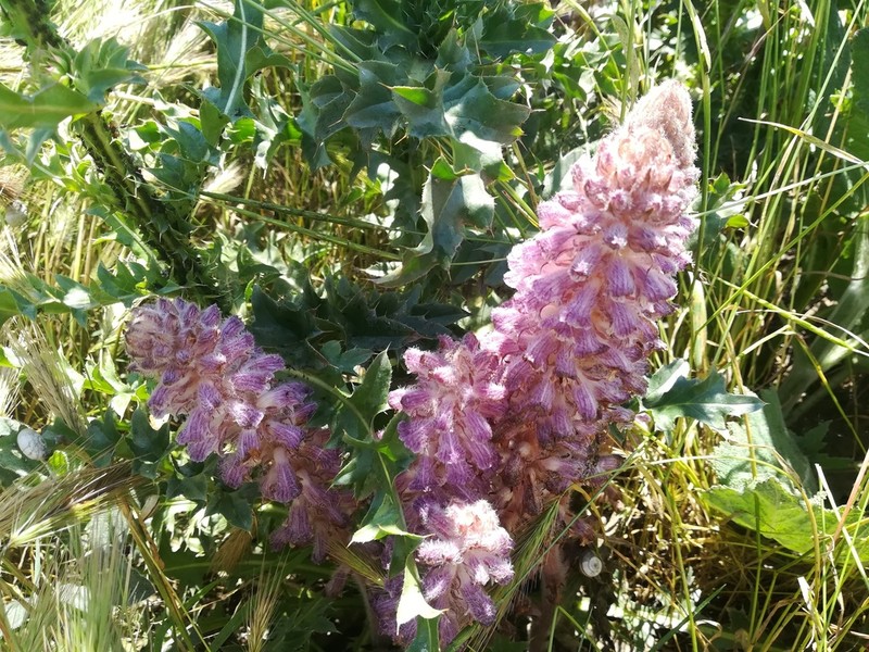 Orobanche pubescens photo 5