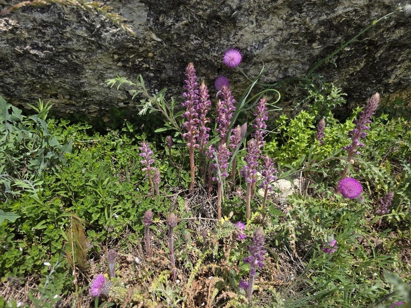 Orobanche pubescens photo 6