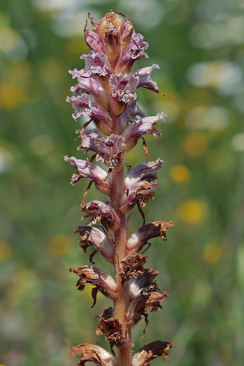 Orobanche pubescens photo 7
