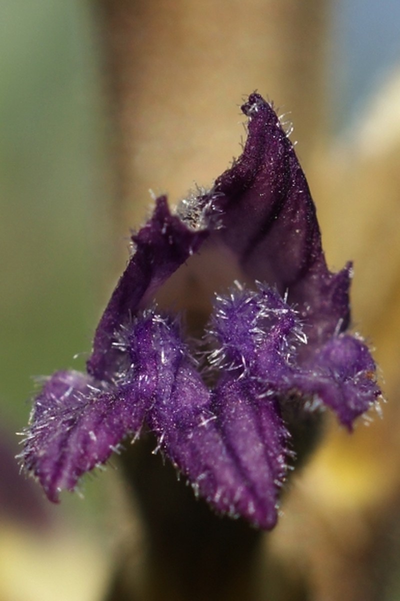 Orobanche purpurea photo 2