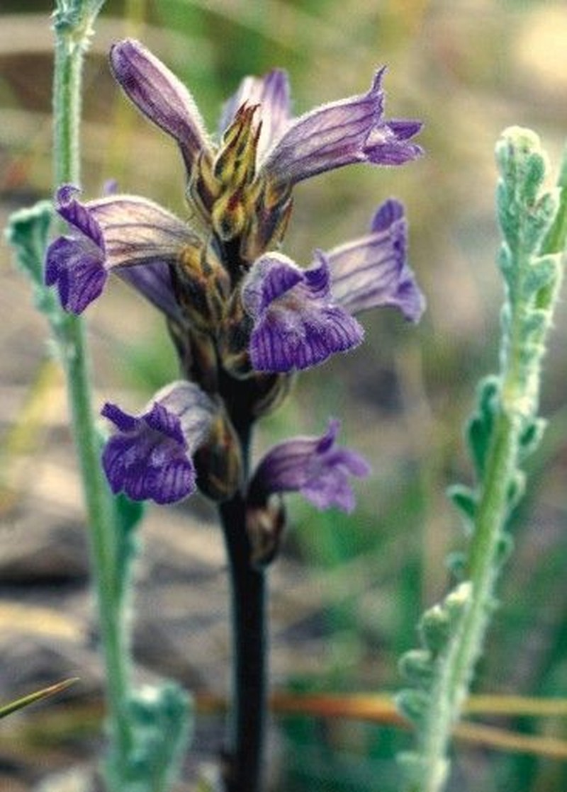 Orobanche purpurea photo 3
