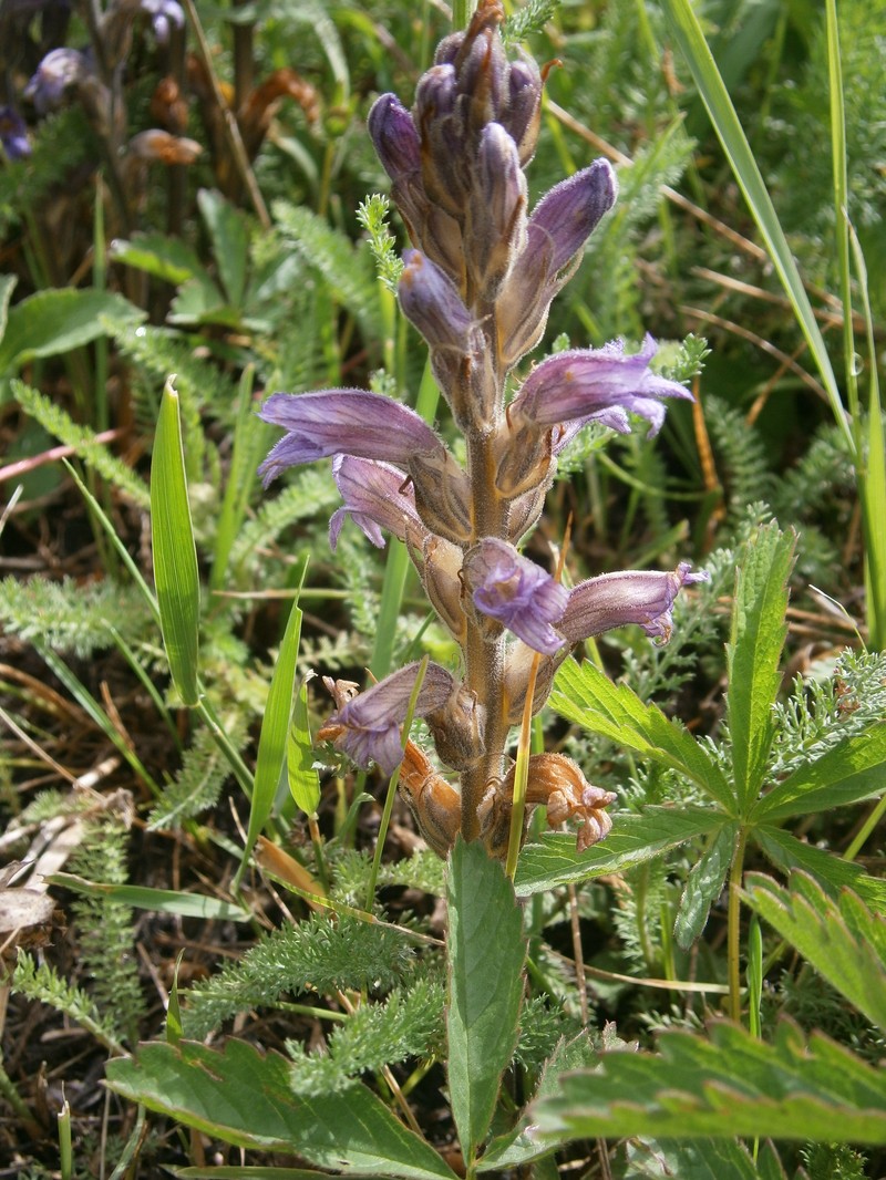 Orobanche purpurea photo 5