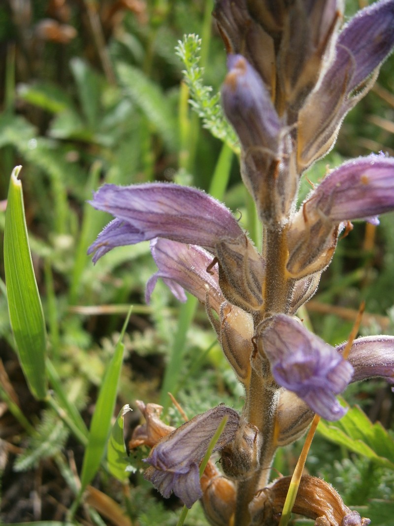 Orobanche purpurea photo 6