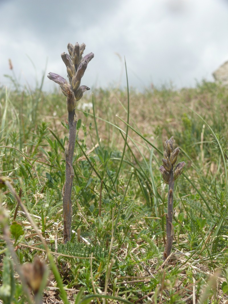 Orobanche purpurea photo 7
