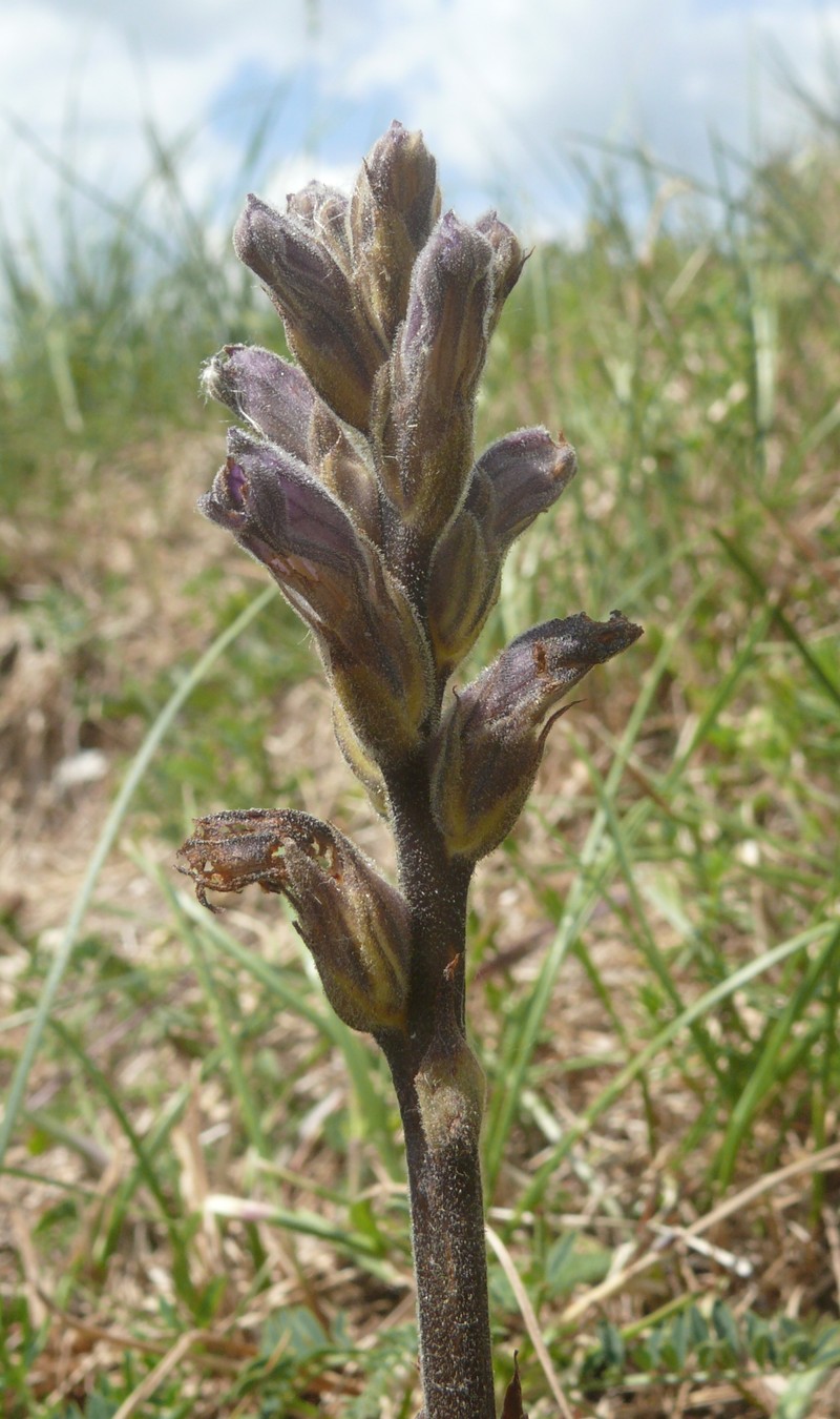 Orobanche purpurea photo 8