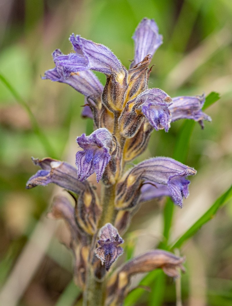 Orobanche purpurea subsp. purpurea