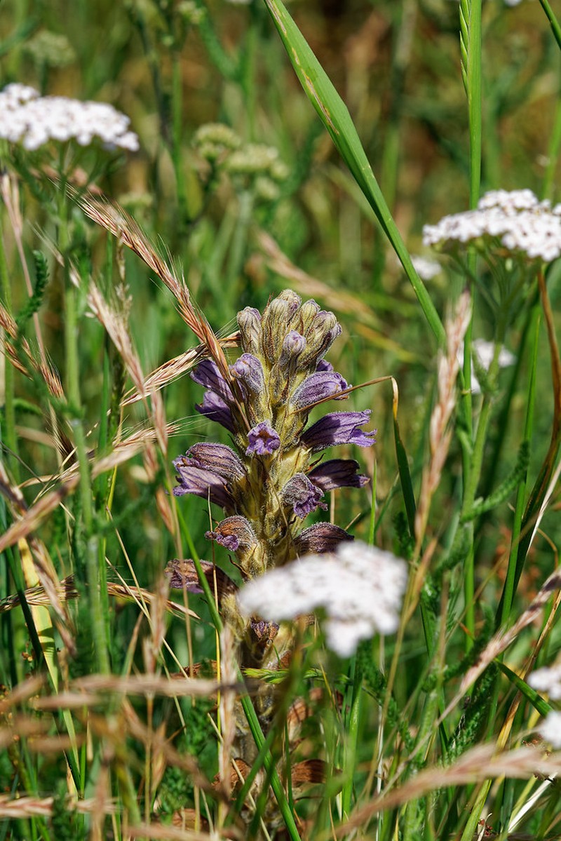 Orobanche purpurea subsp. purpurea photo 2