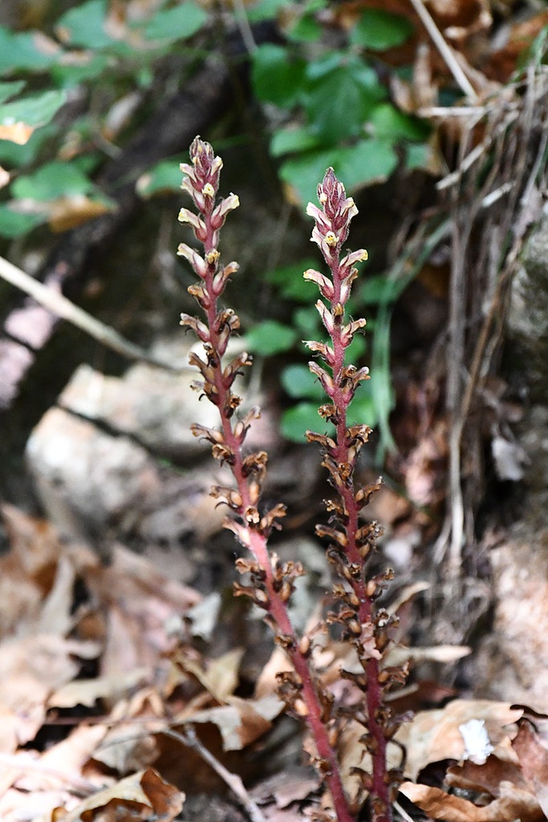 Orobanche purpurea subsp. purpurea photo 3