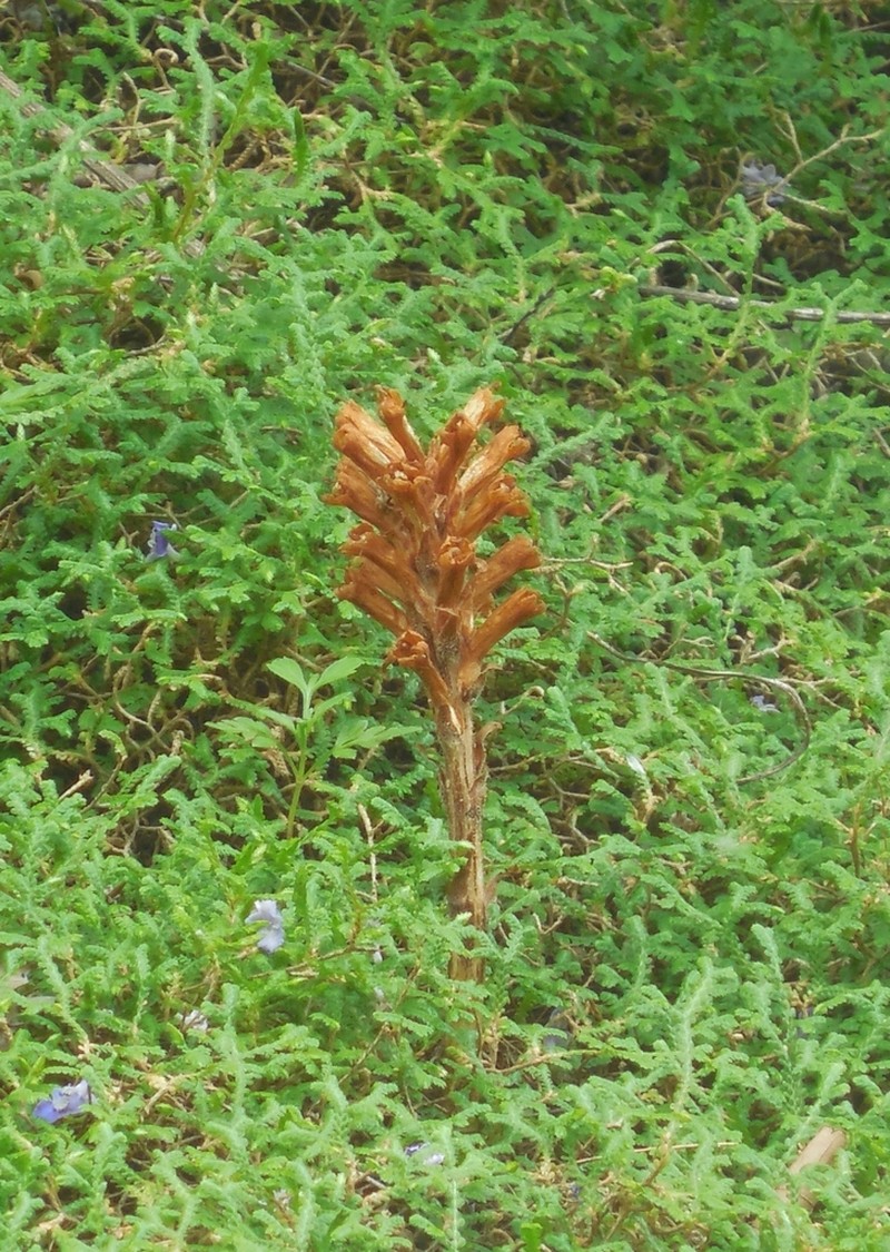 Orobanche pycnostachya photo 2
