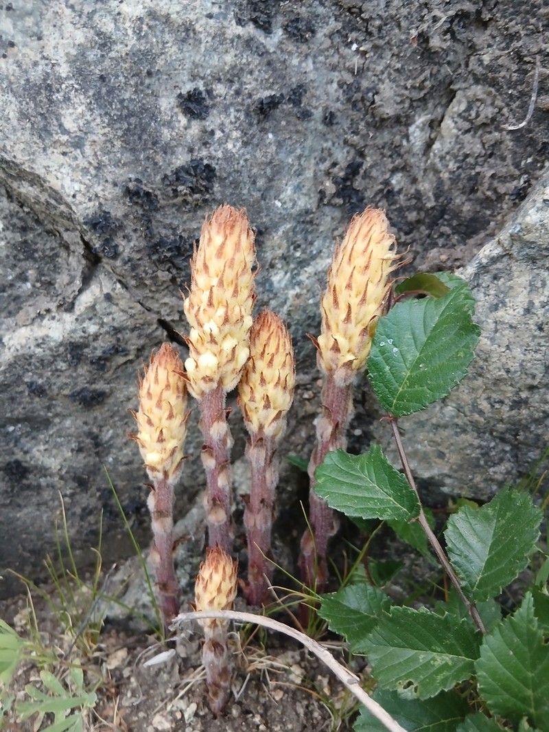 Orobanche pycnostachya photo 3