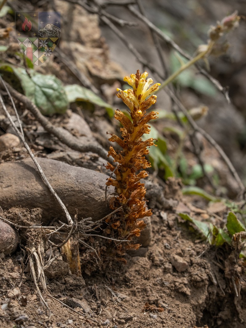 Orobanche pycnostachya photo 4